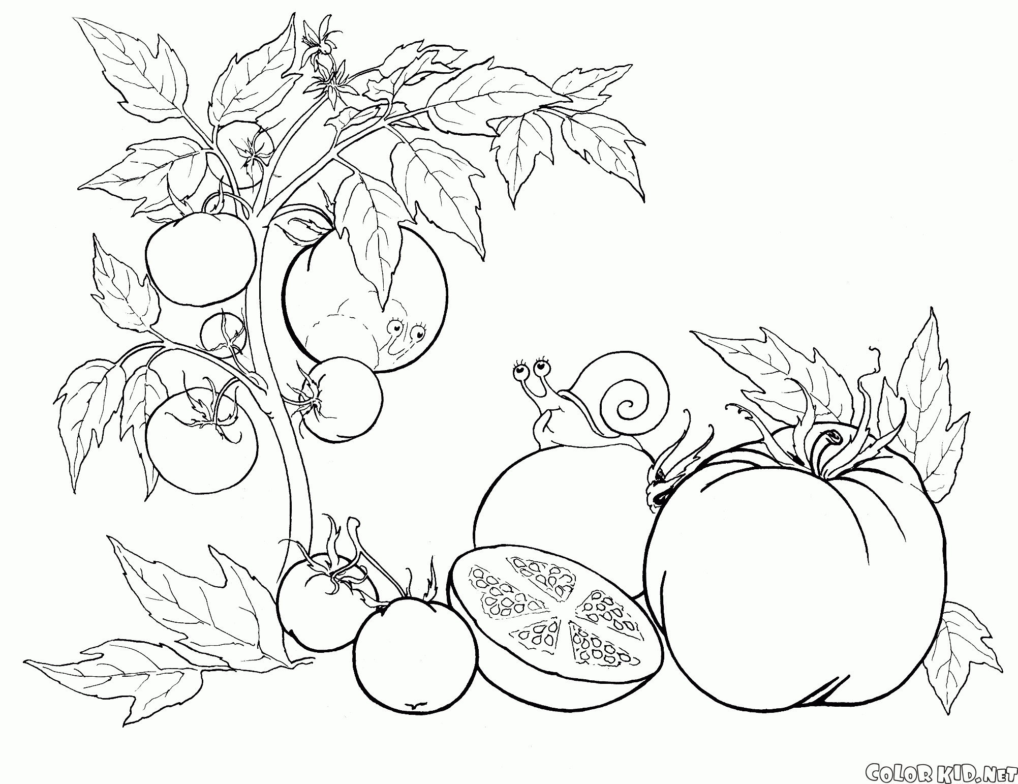 Line Drawing Numbers : ぬりえ 大根