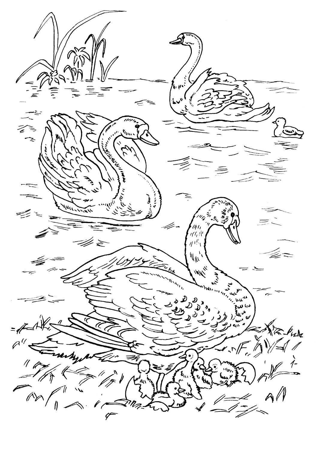 ぬりえ - 湖の白鳥