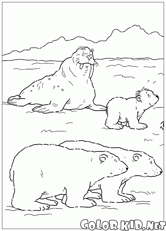 セイウチとクマ