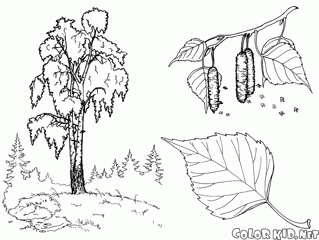 樺の木
