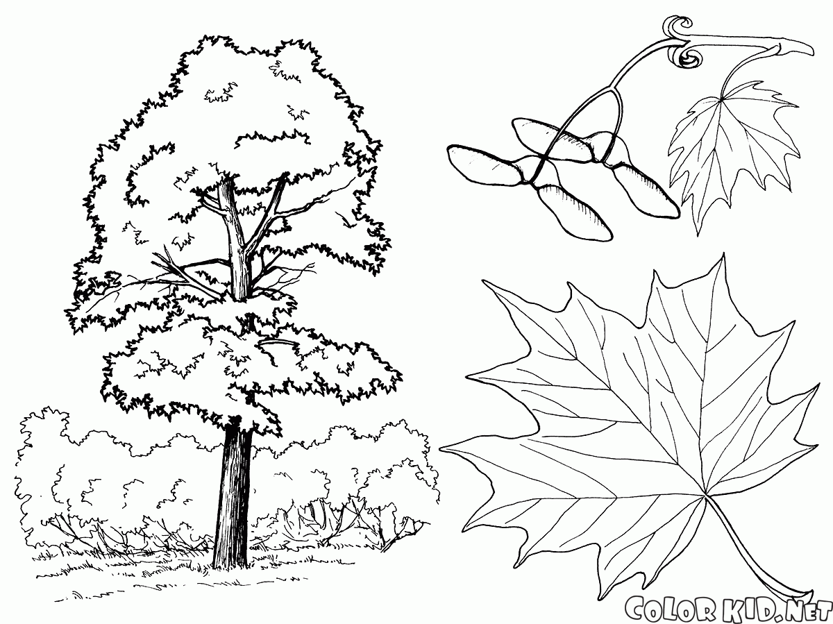 メープルの木