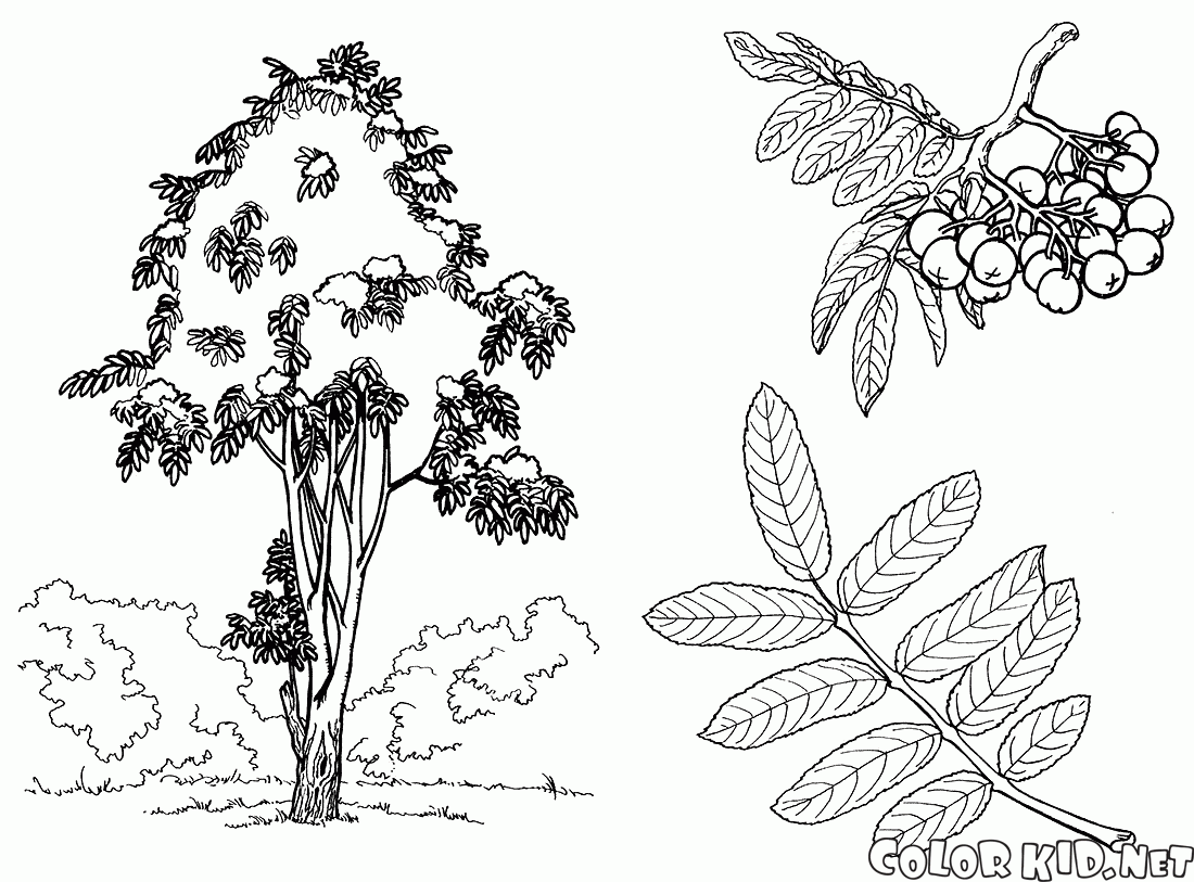 ローワンツリー