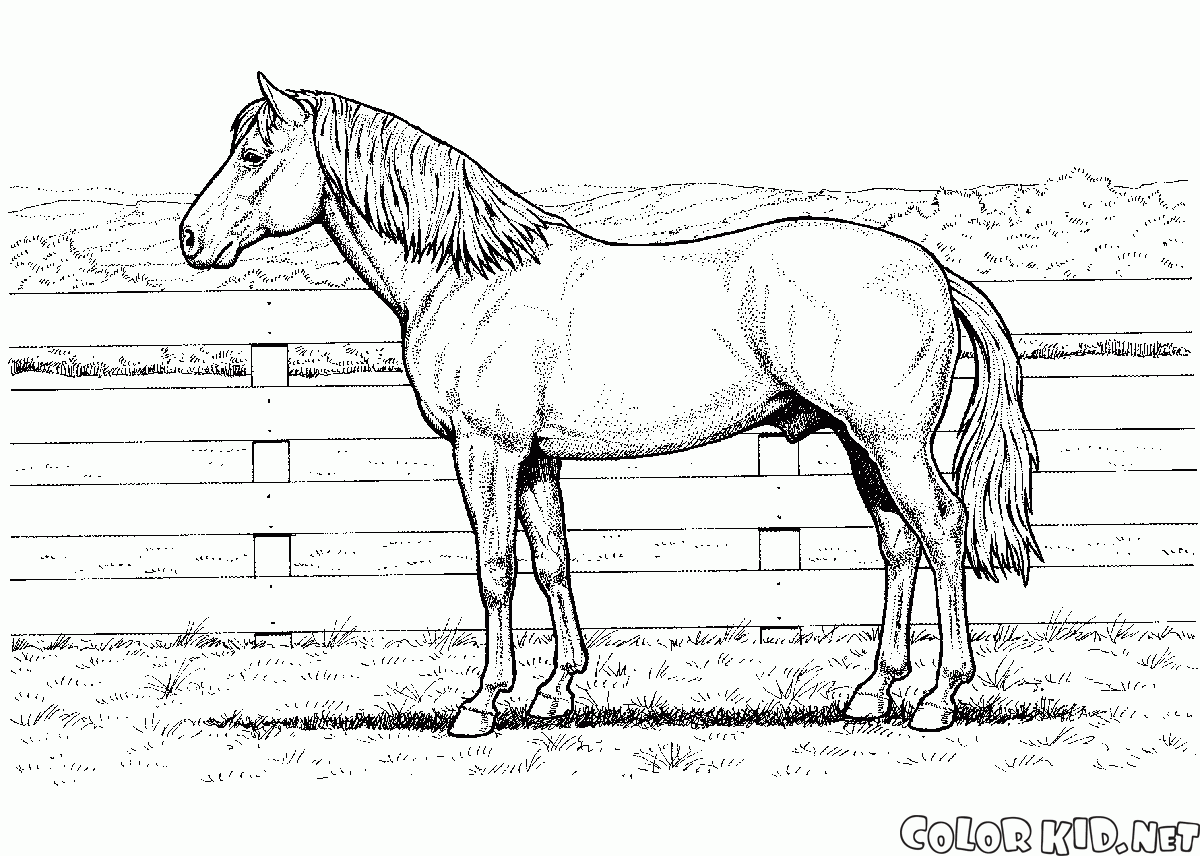 ファームの馬