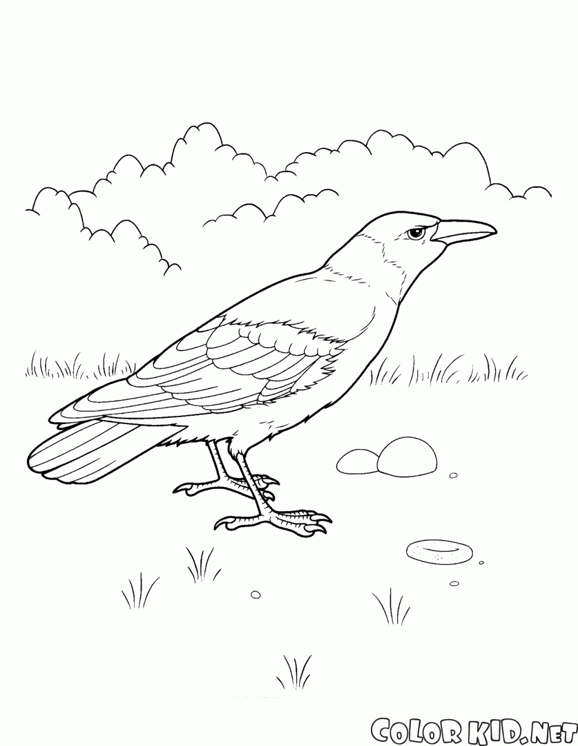 ぬりえ カラス ぬりえ カラス