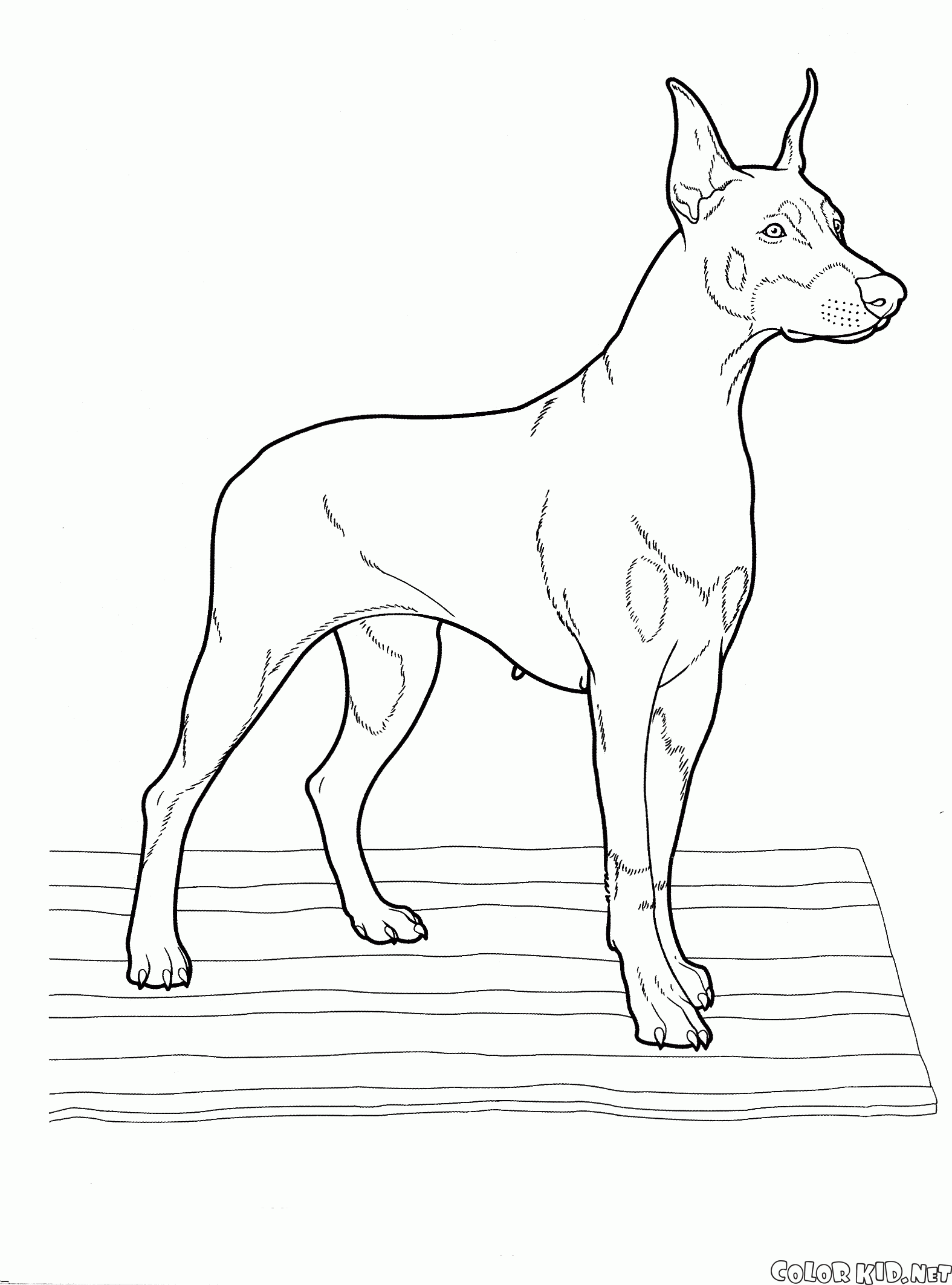 ドーベルマン犬