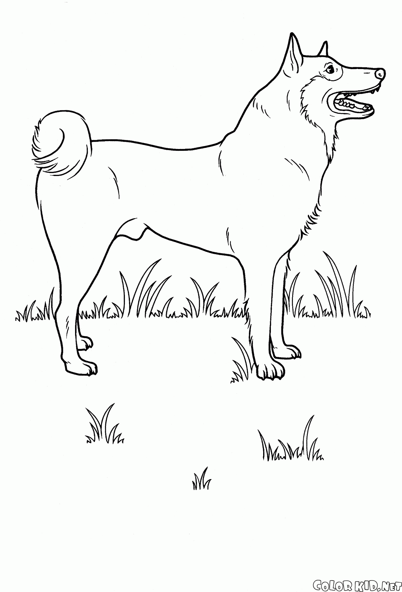 草原の犬