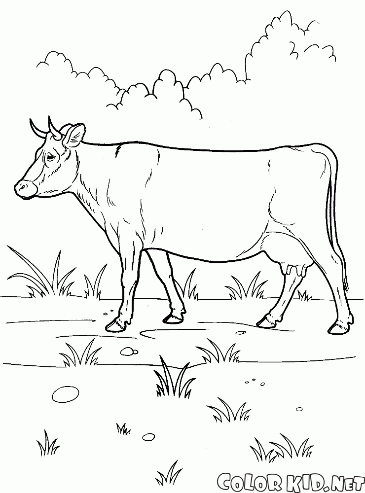 散歩の牛