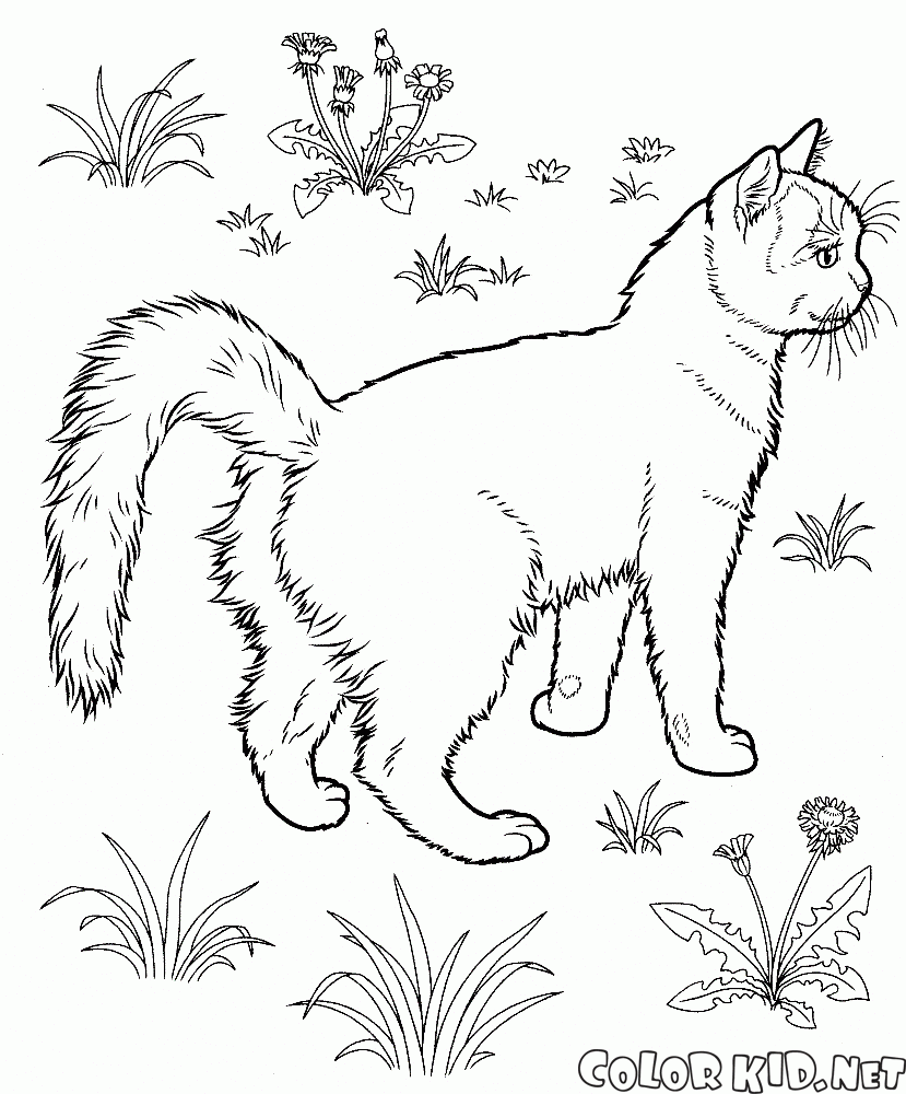 庭の猫