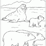 セイウチとクマ