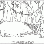 カバとの出会い