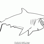 ブルース・シャーク