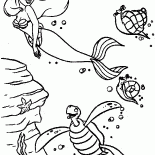 アリエルとカメ