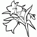 ベルフラワー