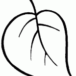 木の葉