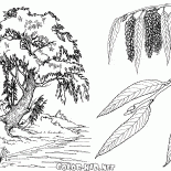 ウィローツリー