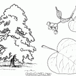 リンデンツリー