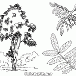 ローワンツリー