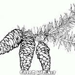 コー​​ンとスプルースの枝