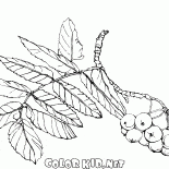 ナナカマドの支店