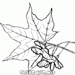 メープルの葉や種子