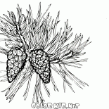 満開でパインツリー