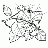 ヘーゼルフルーツ