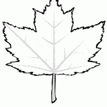 アメリカハナノキ