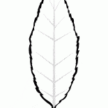リーフ桜