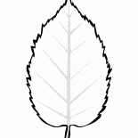 シートハンノキ