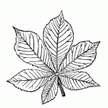 栗の葉