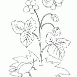 ストロベリー夏咲きます