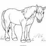 散歩のための馬