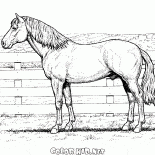 ファームの馬
