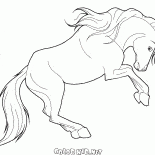ゼラス馬