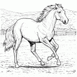 ファームの馬