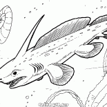 プレウラカントゥス