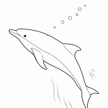 シイラ