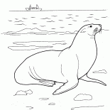 トド