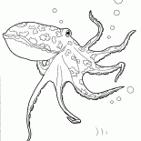 海のタコ