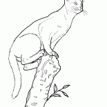 アビシニアン