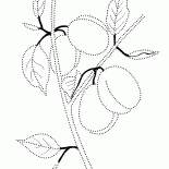 ブランチのプラム