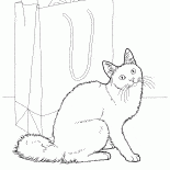 アンゴラ猫