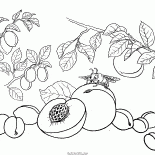 ピーチ、アプリコット、プラム