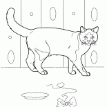 家猫