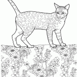 エジプシャンマウ