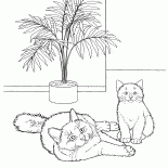 ビルマ猫
