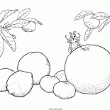 かんきつ類の果実