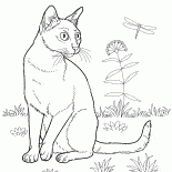 ボンベイ猫