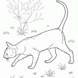 オリエンタルショートヘアー