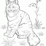 ノルウェイジャンフォレストキャット